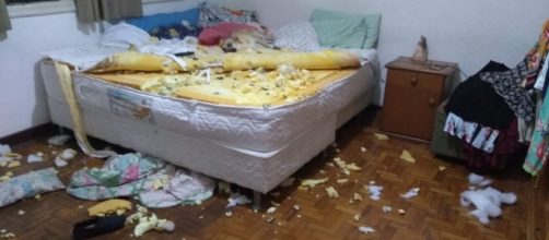 Destruição feita pelo cachorro foi registrada em vídeo. (Arquivo Pessoal)