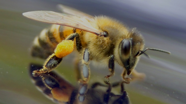 Calo della produzione di miele