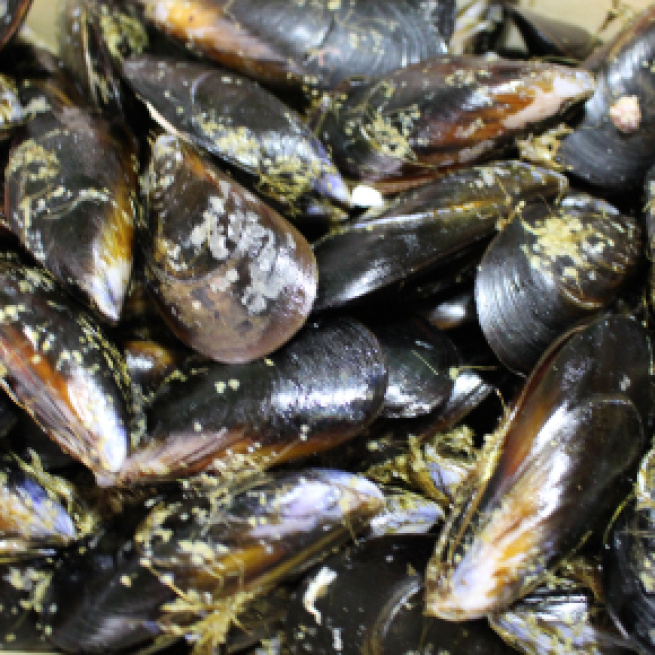 Los mejillones mueren en sus conchas por culpa de la ola de calor en California