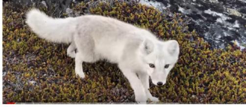 Encounter a young wild white Arctic Fox in Greenland. [Image source/Stefan Forster YouTube video]
