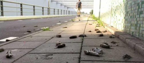 In Olanda il misterioso caso dei topi 'suicidi': a centinaia si sarebbero lanciati da un ponte.