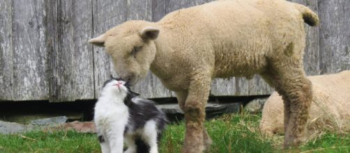 Un mouton et un chat se font des câlins - koreus.com