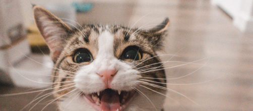 Tout n'est PAS BON à Prendre chez les CHATS - Les Maux de Vente - lesmauxdevente.fr