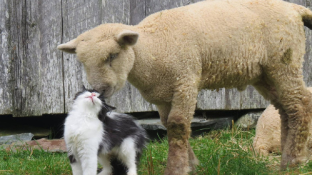 Un mouton et un chat se font des câlins - koreus.com