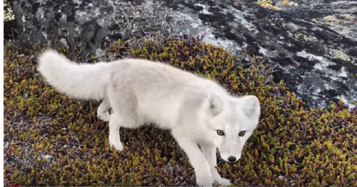 An Arctic Fox Walked 2000 Miles From Norway To Canada In 76 Days