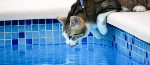 Les dangers qui guettent les chats pendant les vacances - Photo publiée par 30 millions d'amis