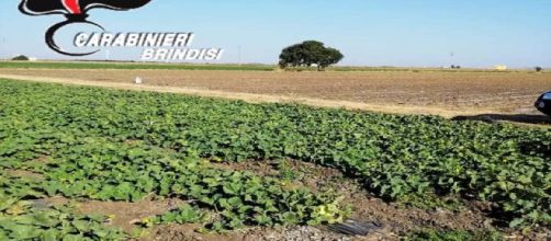 Brindisi, scarcerato l'imprenditore agricolo di Tuturano: era accusato di sfruttamento del lavoro