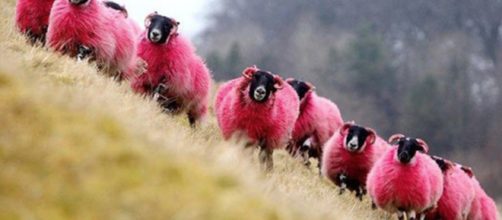Un Festival de música denunciado por pintar de rosa a unas ovejas