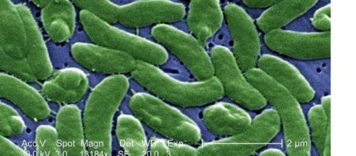 Un hombre muere por la bactería carnívora, a pesar de no haber tenido contacto con el agua