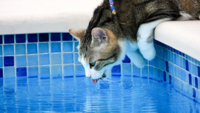 Les dangers qui guettent les chats pendant les vacances - Photo publiée par 30 millions d'amis