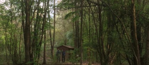 Tragedia in Calabria: trovato il cadavere di un uomo nei boschi