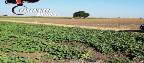 Tuturano, braccianti senza dispositivi di sicurezza: scatta la denuncia per un imprenditore agricolo.