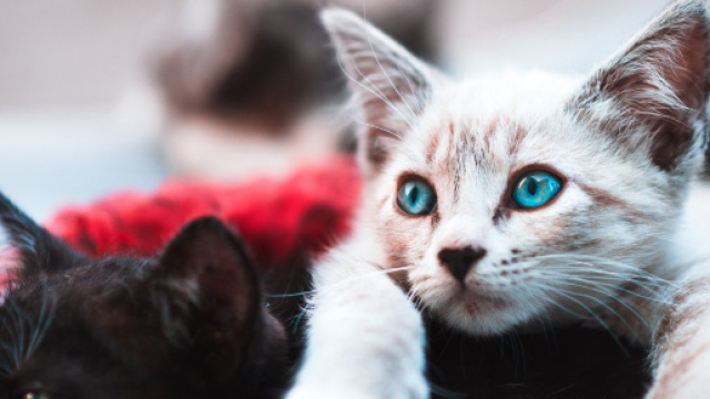 New York interdit le dégriffage des chats - rtl.fr