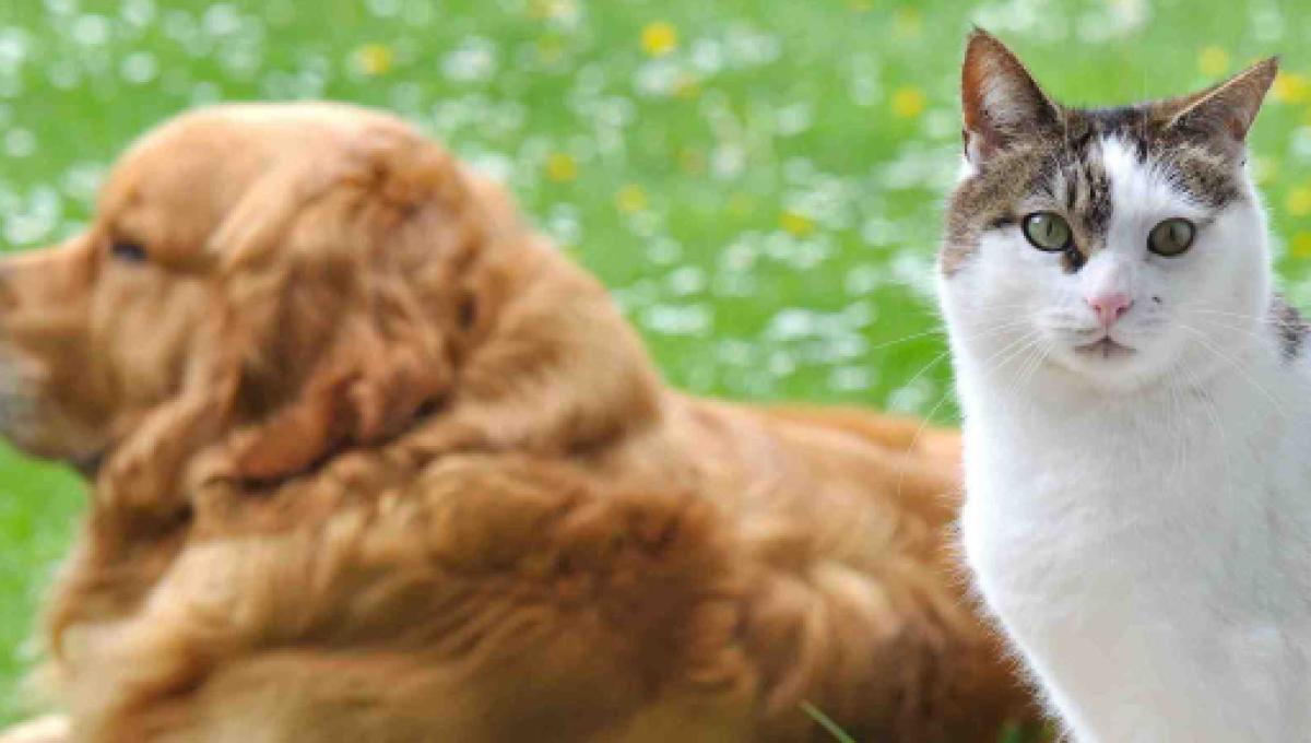 Un Chien Sauve Un Chat De La Noyade Vidéo