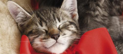 Selon Une Etude Japonaise Les Chats Reconnaissent Leur Nom Mais Choisissent De L Ignorer