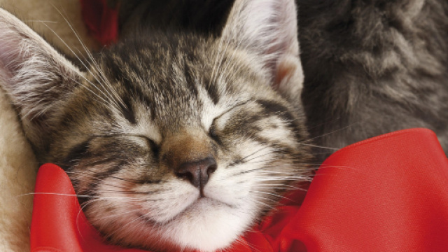 Comment apprendre &agrave; votre chat &agrave; reconna&icirc;tre son pr&eacute;nom - esprit-chat.com