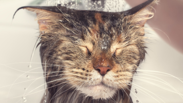 Les astuces pour prot&eacute;ger les chiens et chats quand il fait tr&egrave;s ... - cosmopolitan.fr