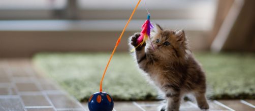 10 minutes pour jouer avec votre chat | Comment chat va bien - wordpress.com