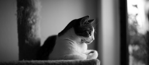 Fond d'écran : noir et blanc, Bw, amour, chat, Canon, noir blanc ... - wallhere.com