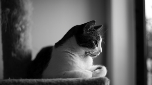 Fond d'écran : noir et blanc, Bw, amour, chat, Canon, noir blanc ... - wallhere.com