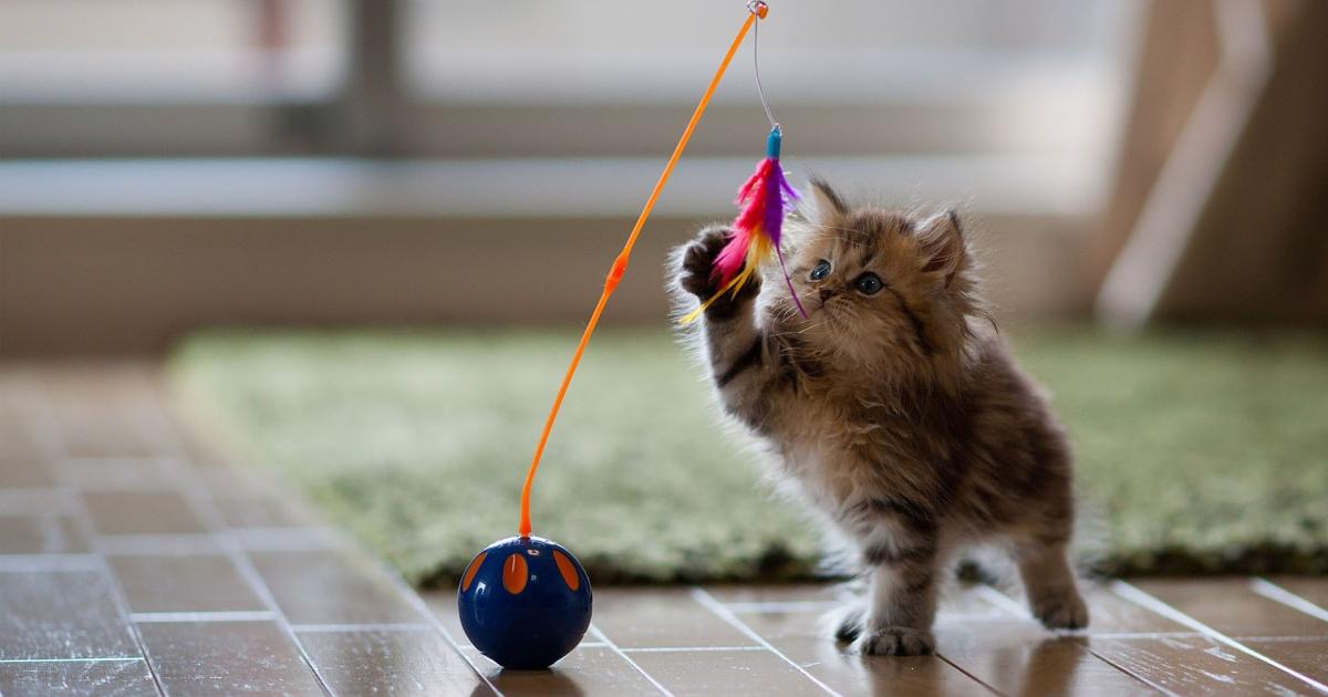 5 bonnes raisons de jouer avec son chat 5