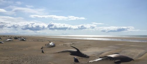 50 ballenas muertas en una playa de Islandia