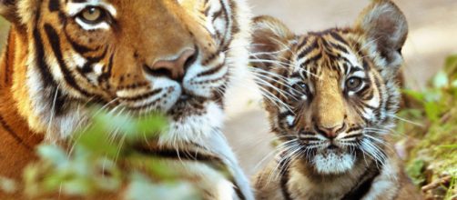 Il 29 luglio, Giornata Mondiale della tigre