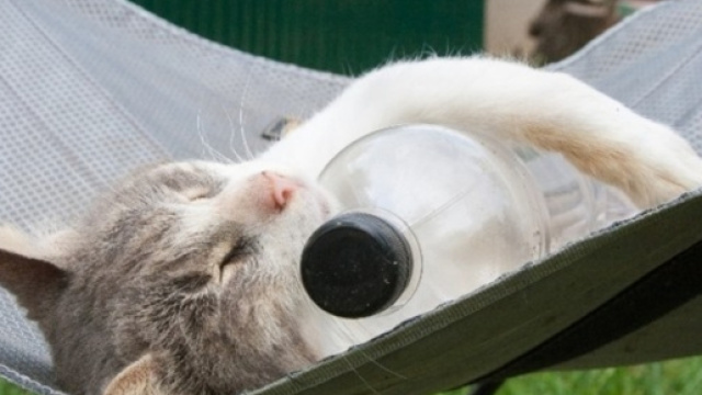 7 astuces pour rafraichir son chat - photo publiée par Wamiz