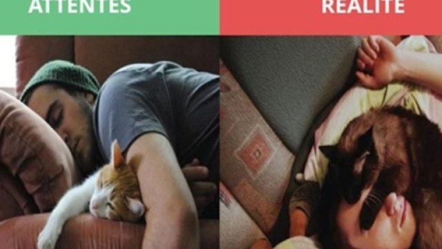 Chat Desir vs réalité - photo publiée par topito