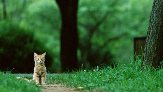 chat seul-Mondiale des animaux Fonds d'écran Aperçu | 10wallpaper.com - 10wallpaper.com
