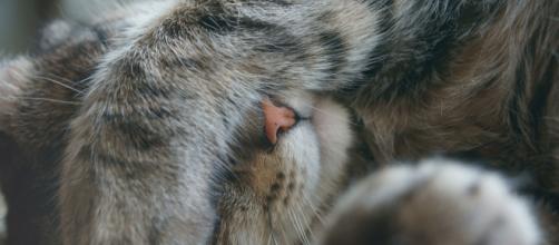 5 Chats Qui Se Cachent Pour Echapper Au Veterinaire Insolite