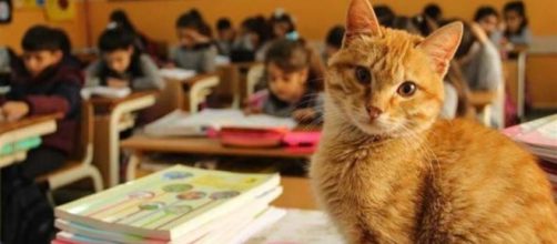 Tombi le chat qui allait en classe en Turquie - photo publiée sur redaction.media