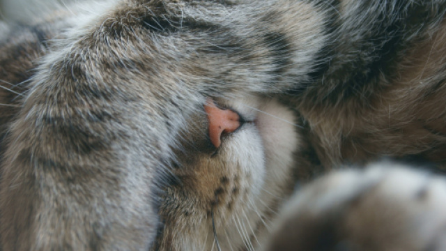 fonds d'&eacute;cran chats - cats wallpapers - wallpapers-mania.org