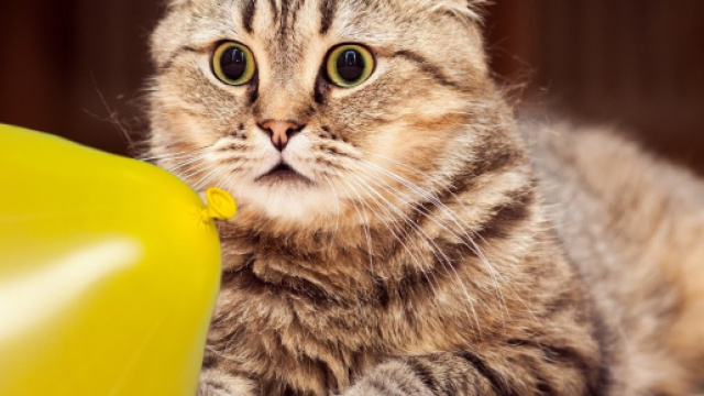 Photo publiée par photo de chat