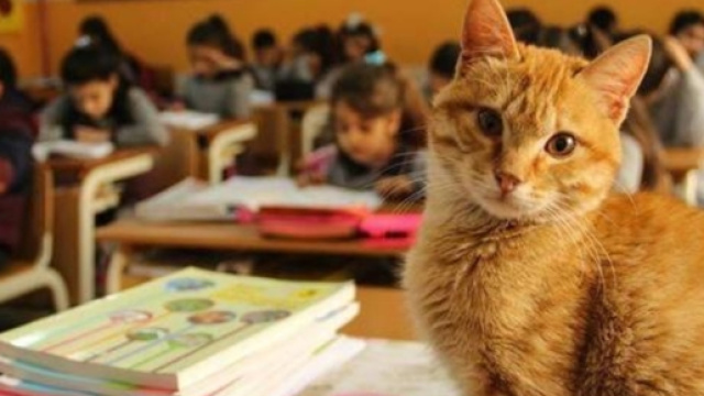 Tombi le chat qui allait en classe en Turquie - photo publiée sur redaction.media