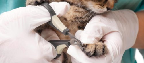 Des vétérinaires durcissent le ton face au dégriffage des chats ... - journalexpress.ca