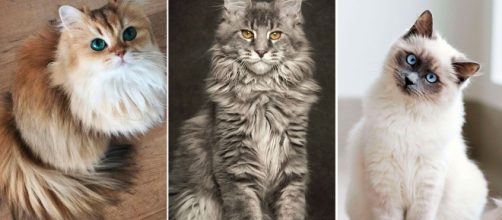 Les 50 plus beaux chats du monde en photos - parismatch.com
