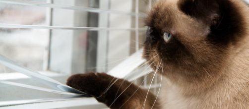 Mon chat ne sort pas : dois-je le stériliser ? | Bulle Bleue - bullebleue.fr