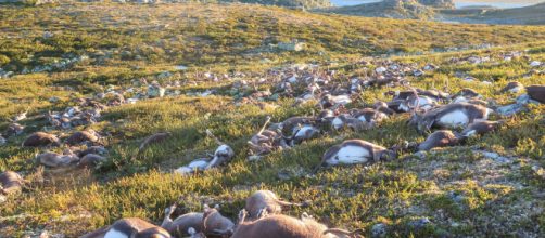 Morte di fame più di 200 renne nell'arcipelago di Svalbard in Norvegia. foto repertorio - businessinsider.com