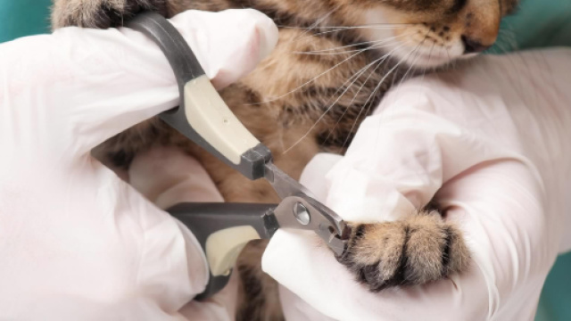 Des v&eacute;t&eacute;rinaires durcissent le ton face au d&eacute;griffage des chats ... - journalexpress.ca