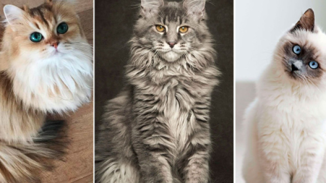Les 50 plus beaux chats du monde en photos - parismatch.com