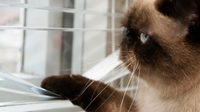 Mon chat ne sort pas : dois-je le stériliser ? | Bulle Bleue - bullebleue.fr