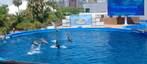 Dolphins enjoying playtime at L'Oceanogràfic, Valencia. Picture by Claire Jane Baston