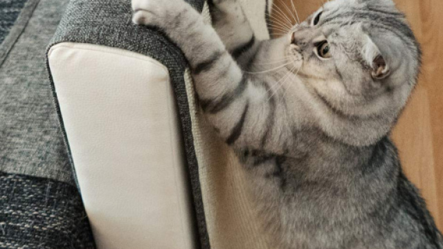 Chat fait ses griffes sur le canapé - photo publiée sur Amazon