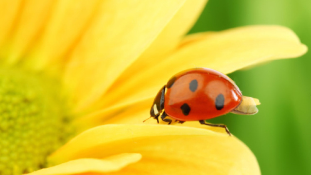 Oroscopo settimanale dal 5 all'11 agosto: Toro ostinato, pi&ugrave; tempo libero per la Vergine