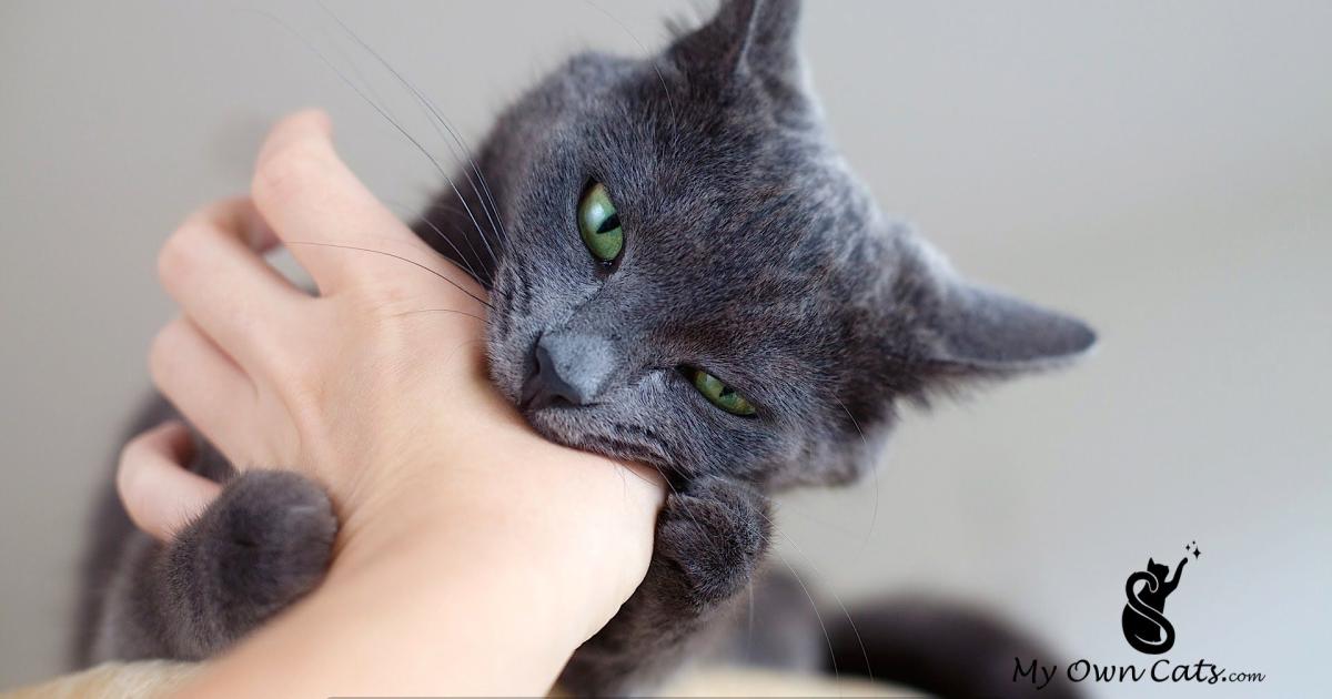 Chat qui mordille sans raison placer des limites pour y remédier