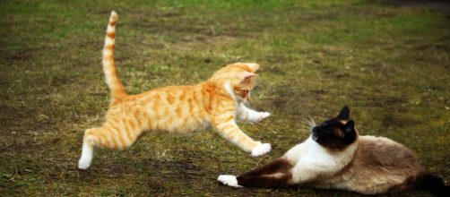 5 bagarres de chat ridicule - photos disponible sur pxhere