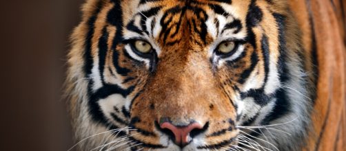 Tragedia a Triggiano, domatore ucciso da una tigre nel circo Orfei - borderline24.com