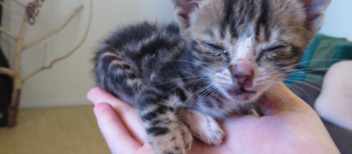 Ce chaton handicapé est une belle leçon de vie à lui tout seul ... - wamiz.com