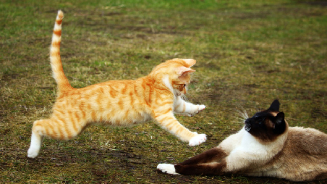 5 bagarres de chat ridicule - photos disponible sur pxhere